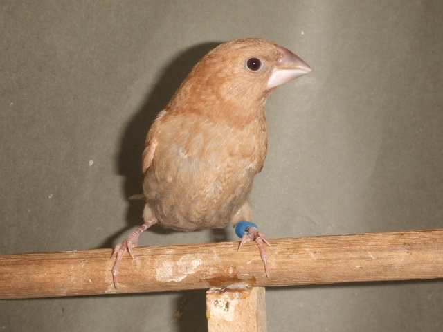 �V���@�Z���t�t�H�[���\�o���@�I�X