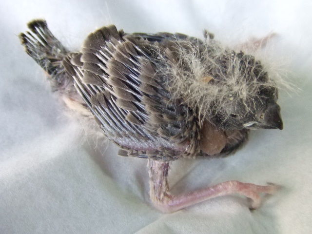 ���킢���@����u���b�N�`�[�N�@�i�I�X�e�̓��[���j