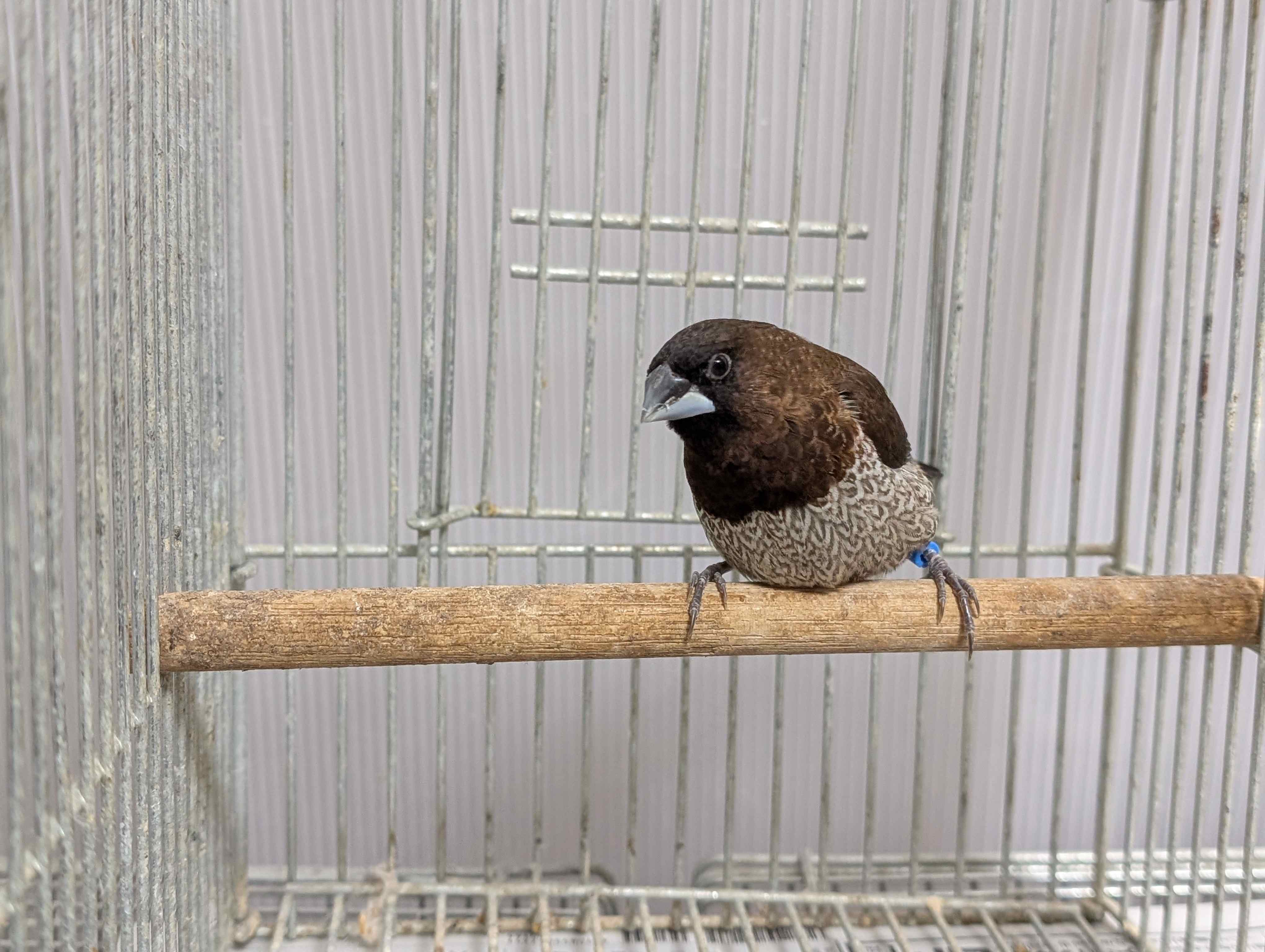 ���[���b�p�W���E�V�}�c�I�X2025�N8���Y