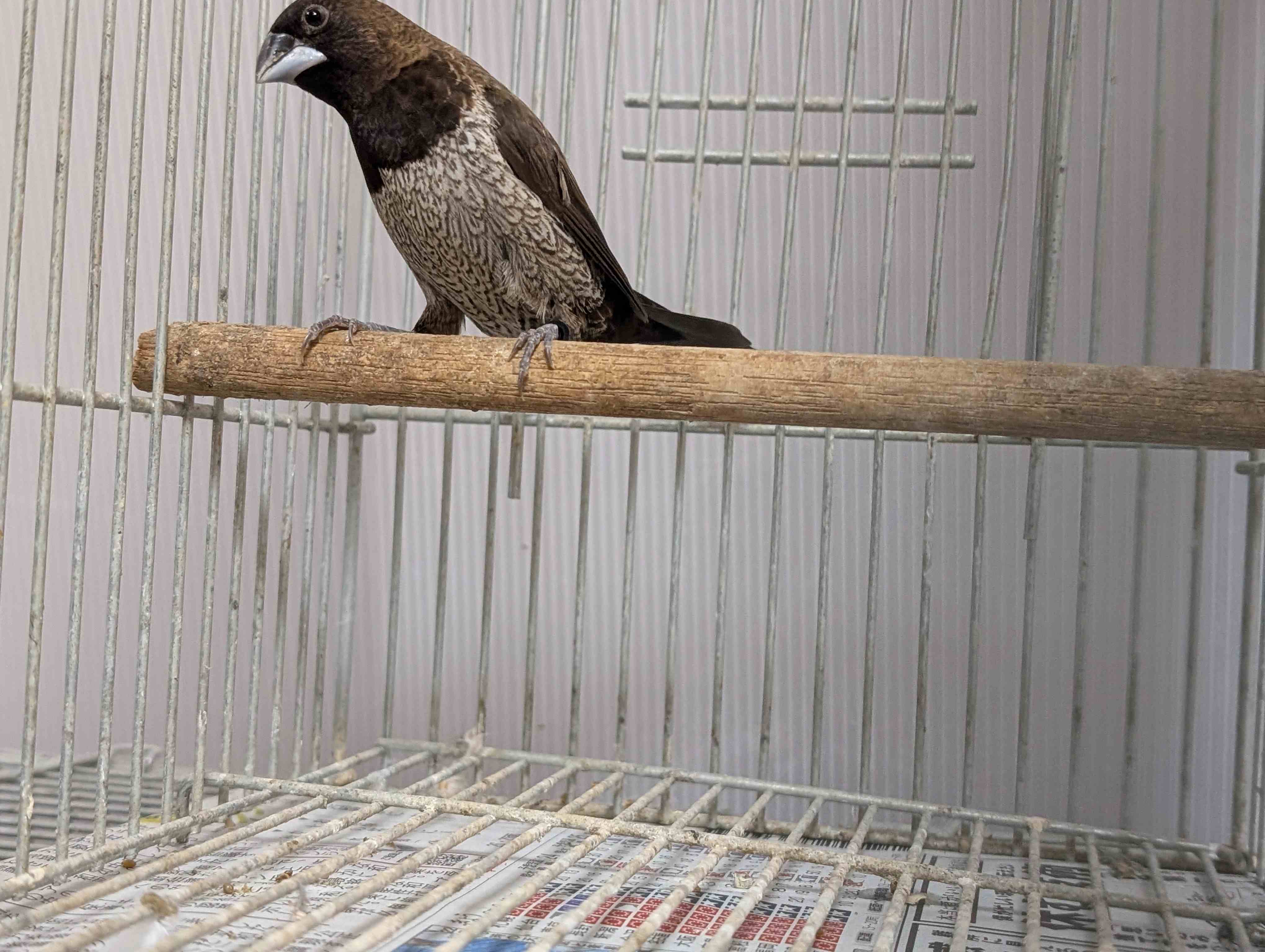 ���[���b�p�W���E�V�}�c2025�N9���Y�I�X