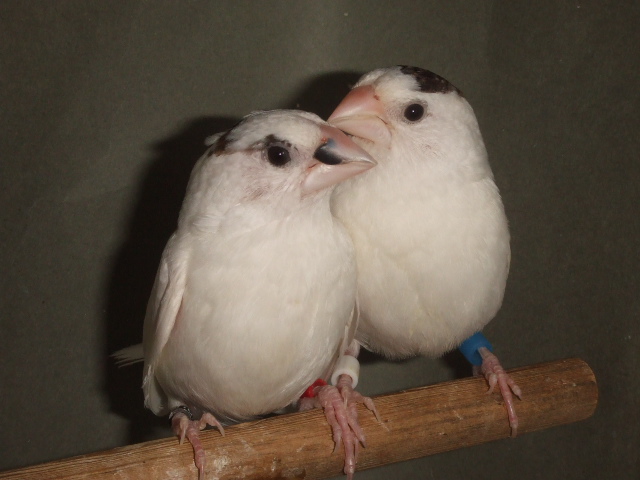 �\�o��PA�@�R�L���`���E�p����R�L�������Ɉ�Ă��΂���ł��B